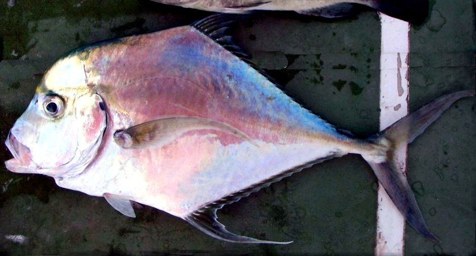 Alectis alexandrina_002.jpg